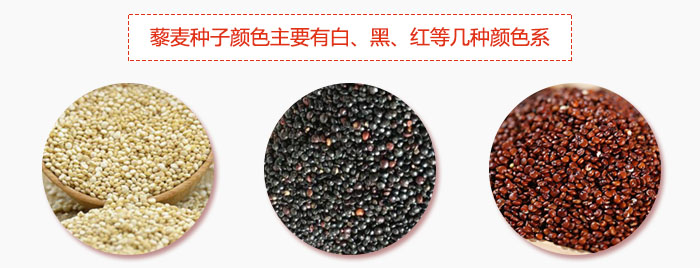 藜麦种子颜色主要有白、黑、红等几种颜色系，营养成分相差不大，其中白色口感好，黑、红色口感相对差些，籽粒也较小。