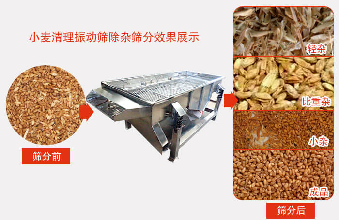 小麦清理振动筛小麦筛分效果展示图可同时筛分出轻杂，比重杂，小杂，成品等四个等级。